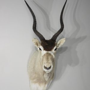 Addax Shoulder Taxidermy mount for sale.  X-140AD