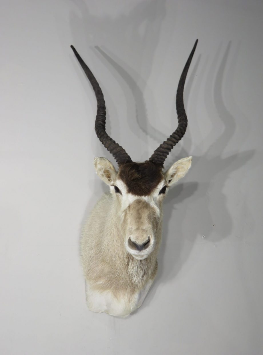 Taxidermy Mounts Archives Mounts For Sale