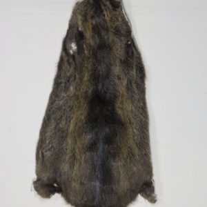 Nutria (or Coypu) Taxidermy skin/hide for sale.  X-140NU