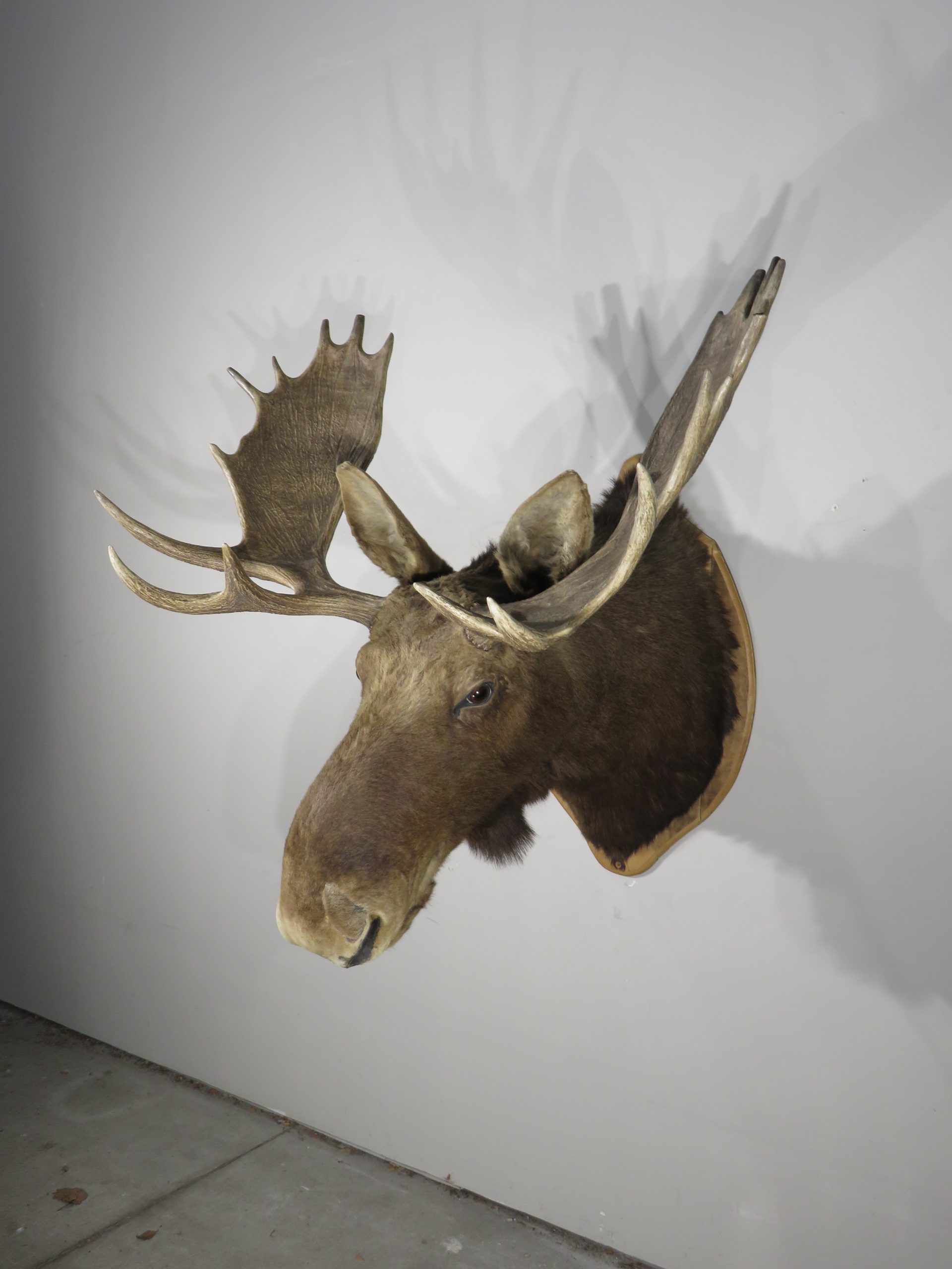 Stuffed moose head for sale outlet