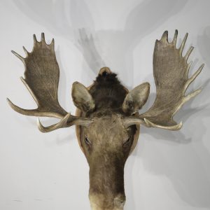 Shiras Moose Taxidermy mount for sale.  O-116M