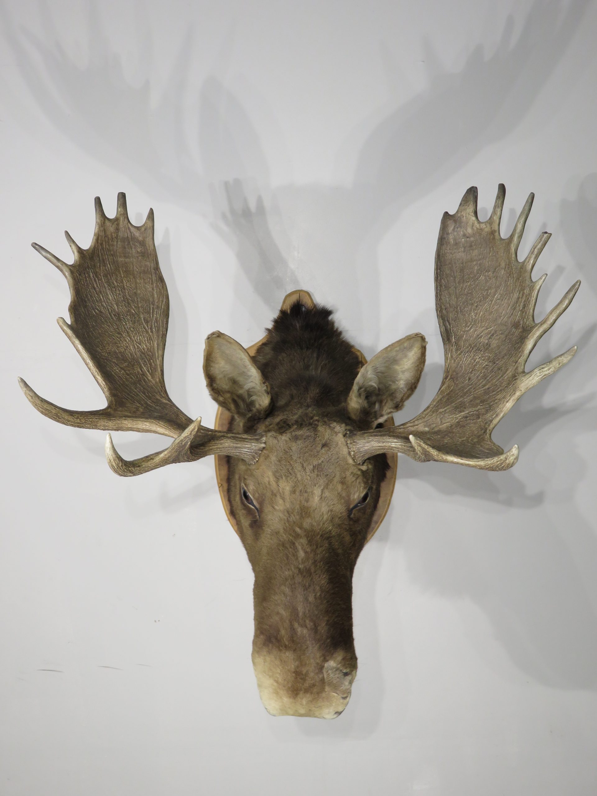 Shiras Moose Taxidermy mount for sale. O 116M Mounts For Sale