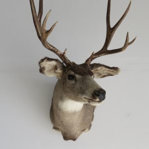 Mule Deer Shoulder mount taxidermy for sale.  M-105S