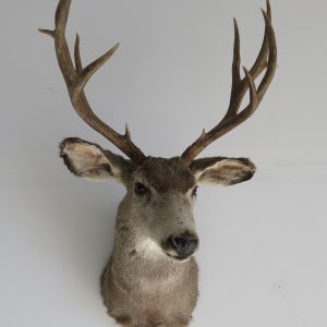 Mule Deer Shoulder mount for sale.  M-106S