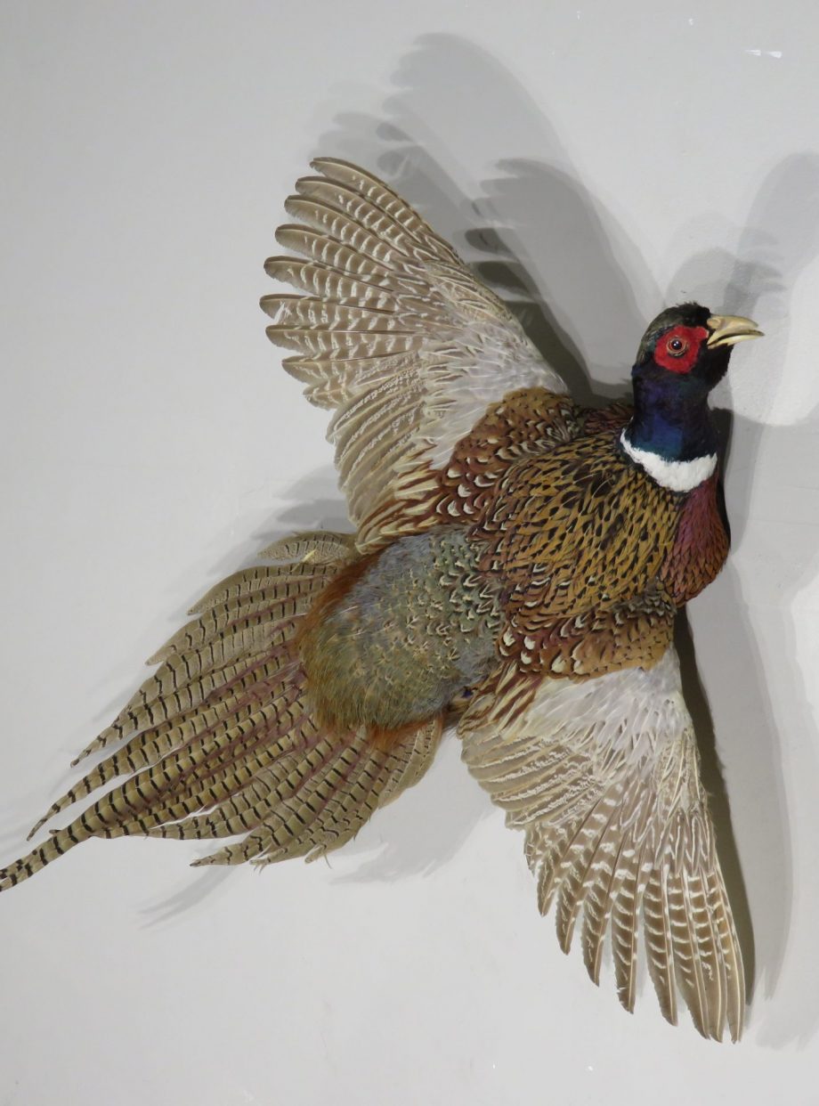 Ringneck Pheasant rooster in flight mount for sale. T112P Mounts For