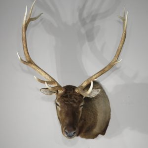 Rocky Mountain Bull Elk taxidermy mount for sale.  E-123S