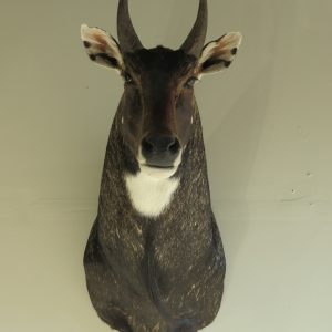 India Nilgai Taxidermy Mount for Sale.  X-142NI