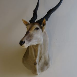 Southern Eland Trophy Taxidermy Mount for sale.  X-143EL