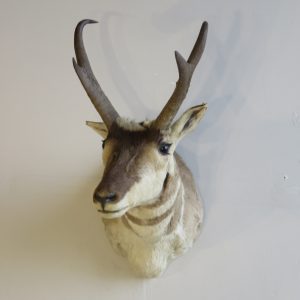 Pronghorn Antelope Buck Shoulder mount for sale.  A-126P
