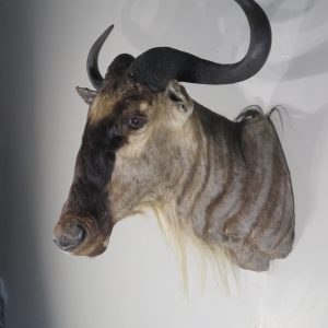 White Bearded Wildebeest Taxidermy Mount for sale.  X-144W
