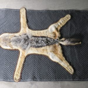 Black-backed Jackal Full Size Taxidermy Rug for sale.  X-145JA