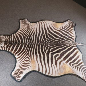Zebra Taxidermy Rug for sale.  X-146Z