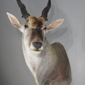 Eland Bull Pedestal Mount for sale.  X-148EL