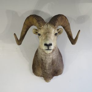 Stone Sheep Ram taxidermy mount for sale.  S-128S