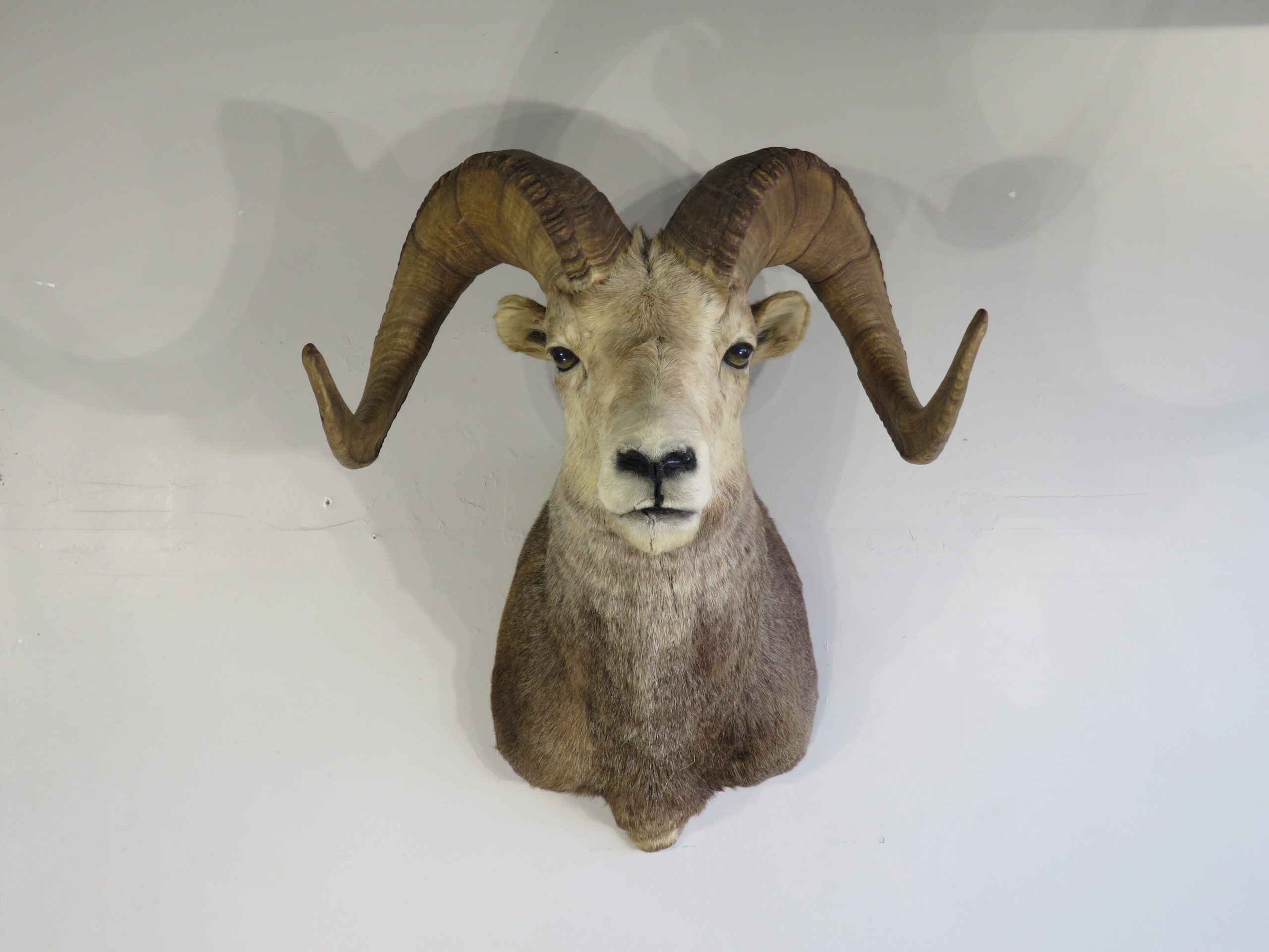 S 20-22 inch Real Sheep/Ram horn for horn carving taxidermy 