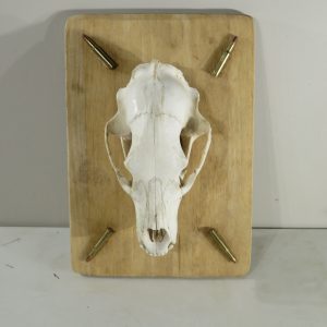 Black Bear European mount on plaque with ammo.  B-118E