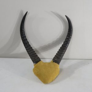 Reedbuck horns with leather wrap.  X-147RB