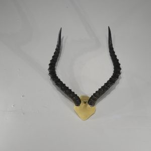 Impala horns.  X-148IM