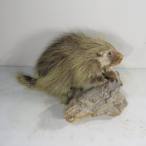 Porcupine Life Sized mount for sale.  P-110PO