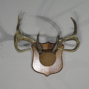 Whitetail Rack on Plaque for sale.  W-140R