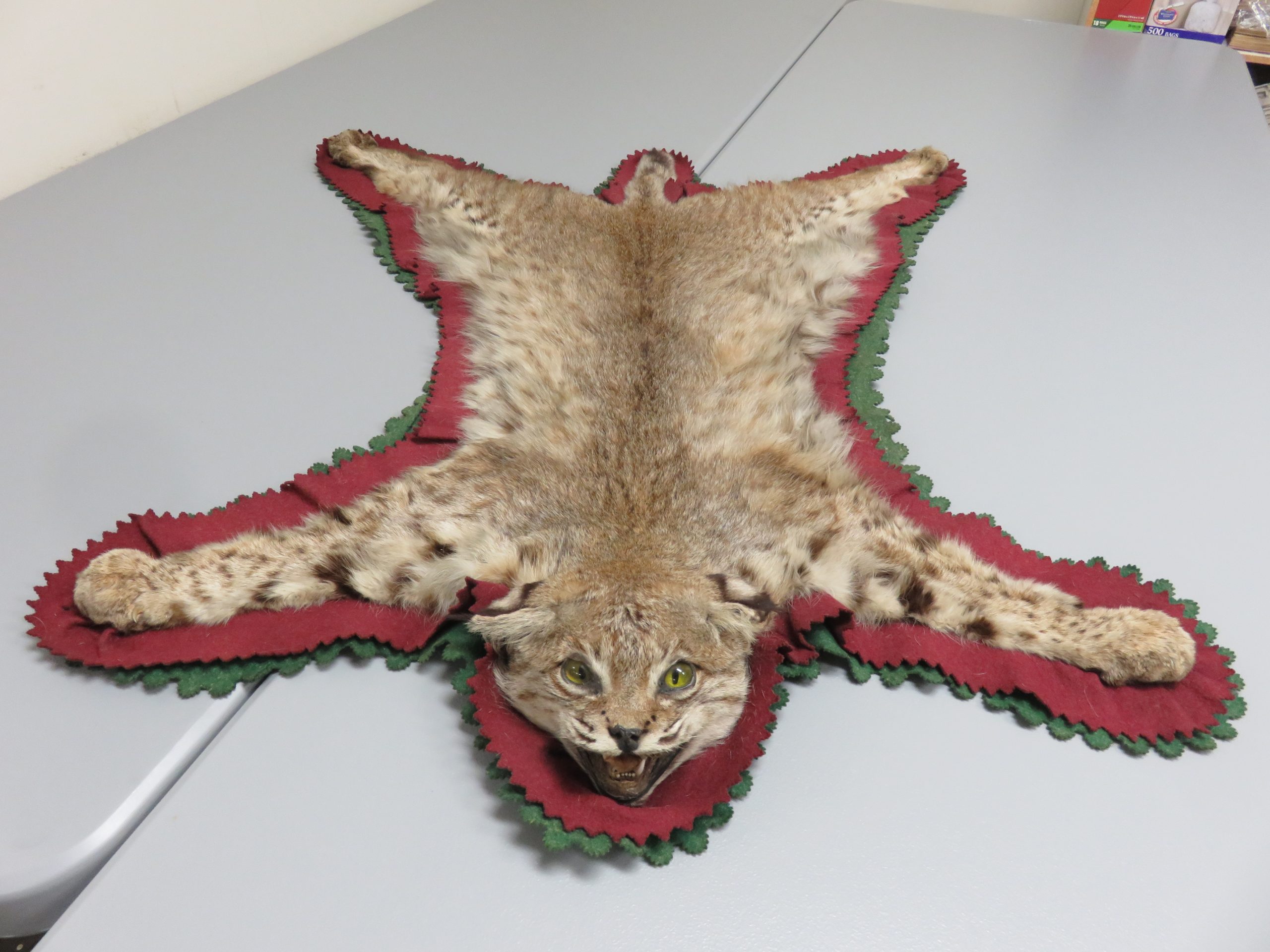 Bobcat Taxidermy Rug For C 111bc Mounts