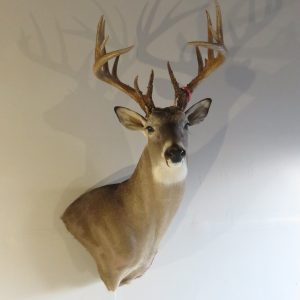Whitetail Trophy Class taxidermy mount for sale.  W-109S