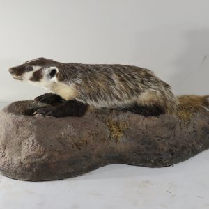 Badger Life Size Mount on terrain base for sale.  P-109B