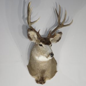 Mule Deer Taxidermy Mount for sale.  M-140S