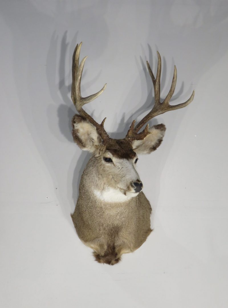 Taxidermy Big Game Species Mounts For Sale