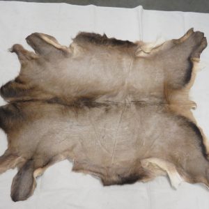 Elk taxidermy skin for sale.  E-127H
