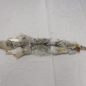 Coyote tanned skin/fur taxidermy for sale.  P-114CC
