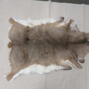 Whitetail tanned taxidermy hide to buy.  W-142H