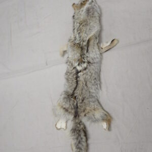Coyote tanned taxidermy skin for sale.  P-115CC