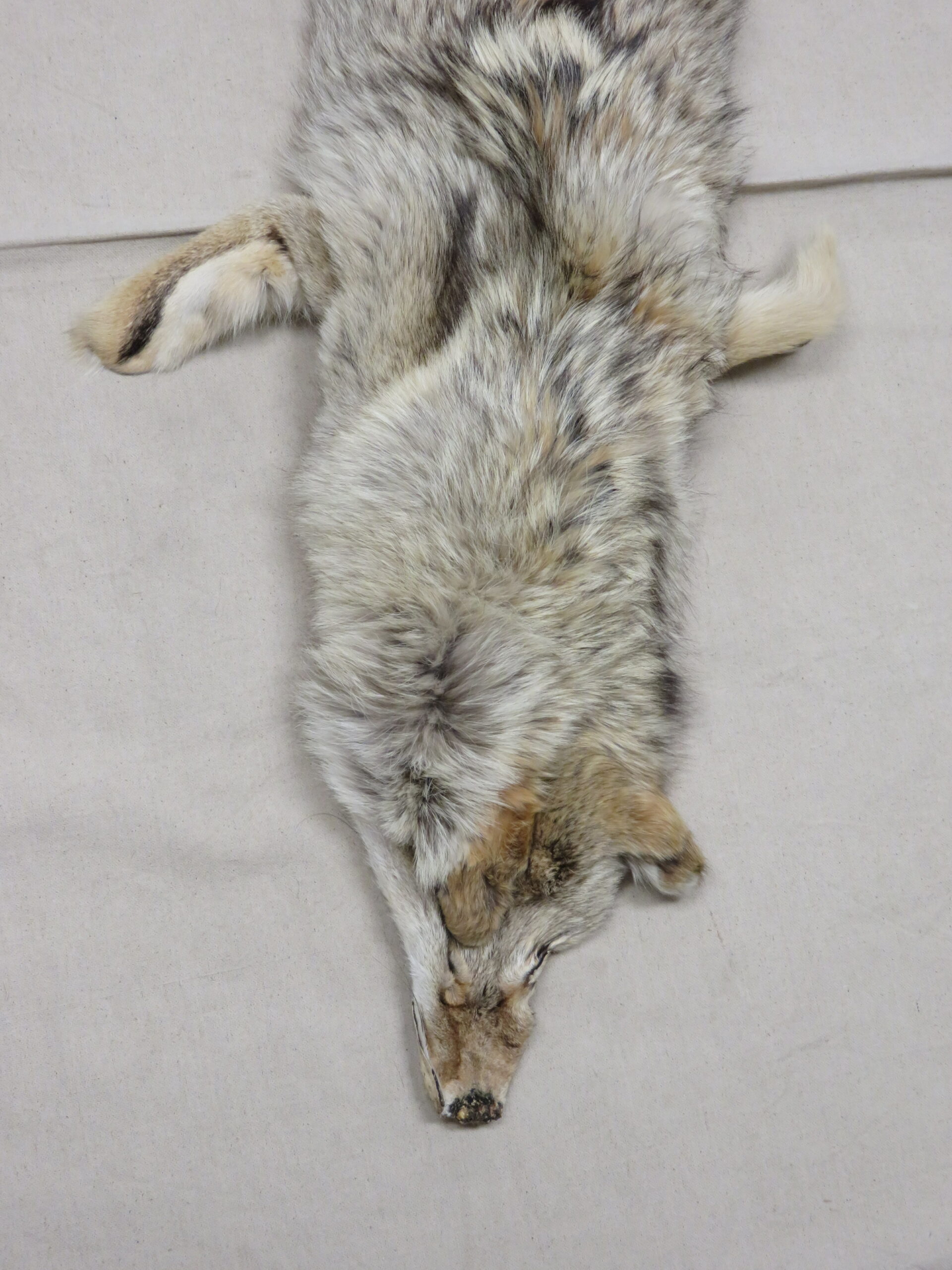 thumbnail image 2 of Tanned XL Damage Coyote Hide – Real Fur For Taxidermy, Crafts, Or Costumes 2 of 4
