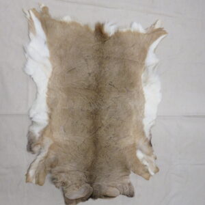 Whitetail Taxidermy skin/hide for sale.  W-143H