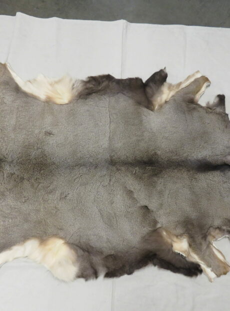 Mule Deer Taxidermy skin for sale. M-141H – Mounts For Sale