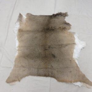 Whitetail taxidermy tanned hide for sale.  W-144H