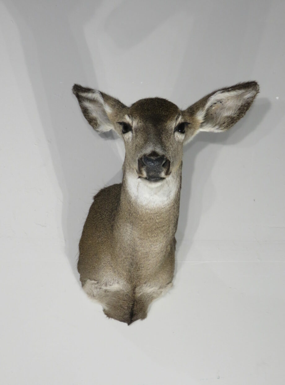 Mule Deer Doe mount for sale. M-145S – Mounts For Sale