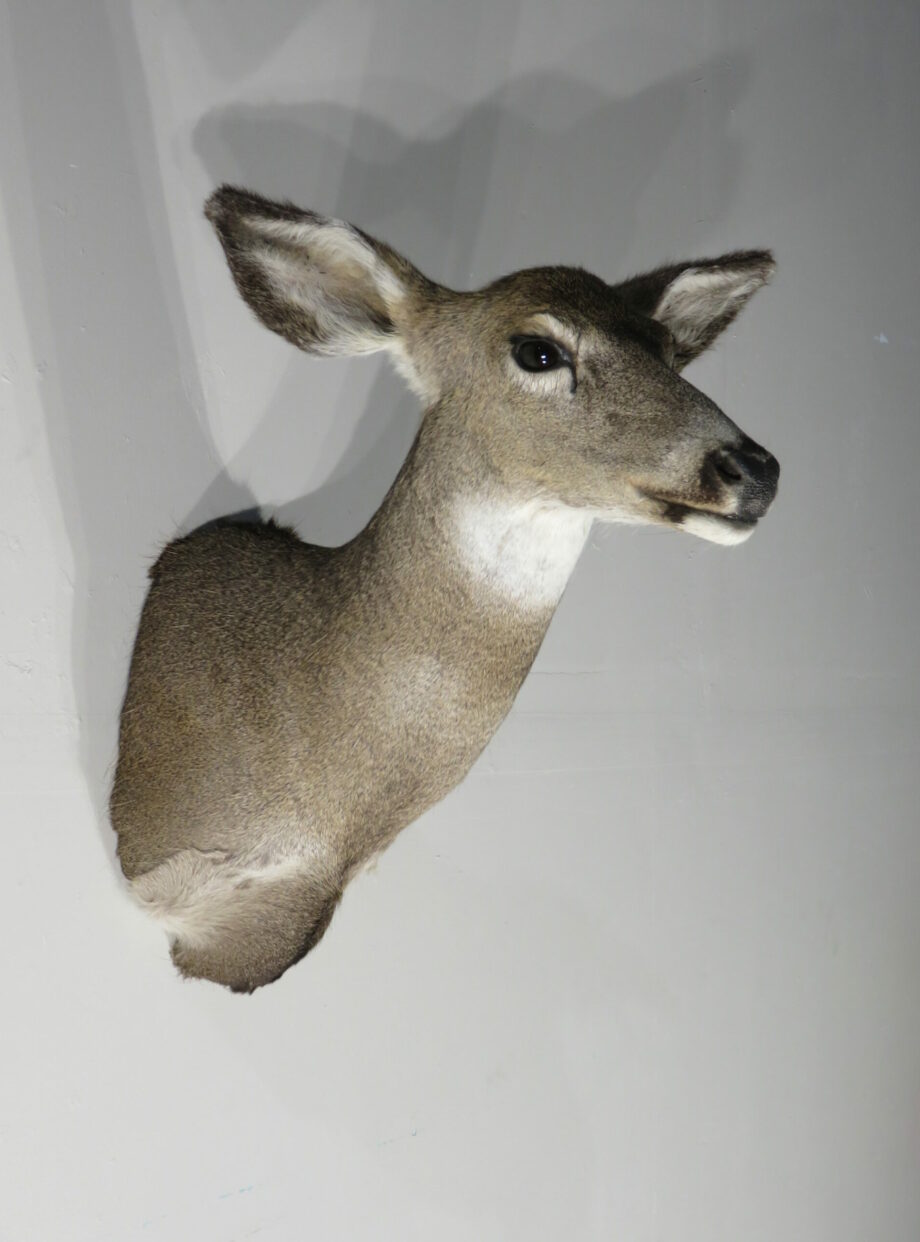Mule Deer Doe mount for sale. M-145S – Mounts For Sale