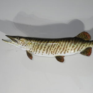 Tiger Muskie taxidermy for sale.  F-109TM