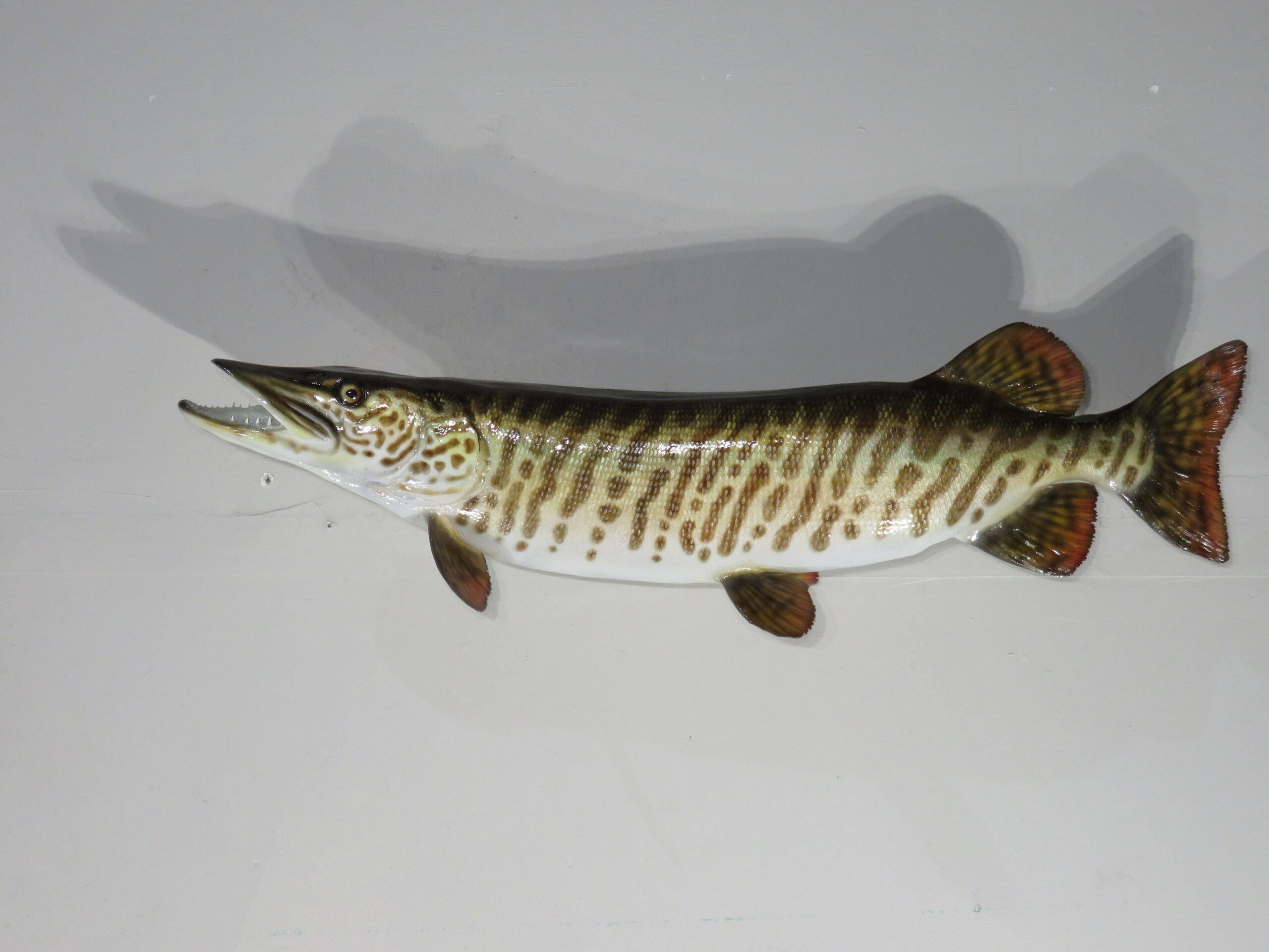 Northern Pike taxidermy for sale. F-109NP