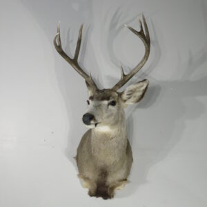 Mule deer taxidermy for sale.  M-143S