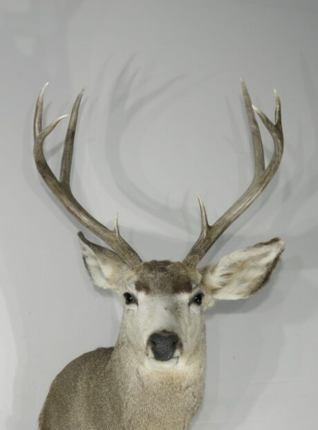 Mule Deer Taxidermy skin for sale. M-141H