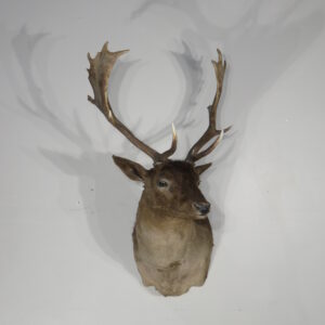 Chocolate Fallow Deer taxidermy for sale.X-154FA