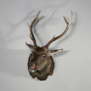 Sika Deer taxidermy for sale.  X-13SI