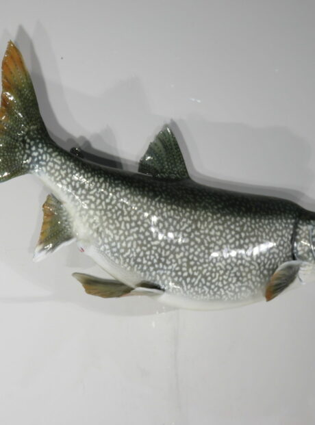 Lake Trout Taxidermy for sale. F-110LT – Mounts For Sale