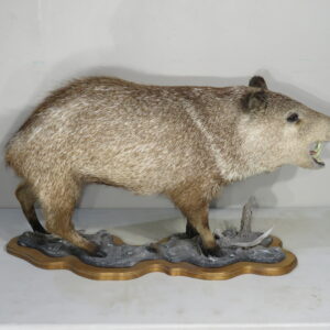 Collared Peccary life size mount for sale. X-156PE