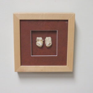 Elk Ivories in Shadow box for sale.  A-117EI