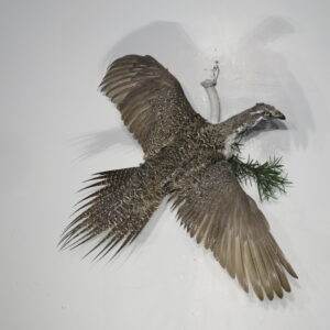 Sage Grouse taxidermy for sale.  T-113SG