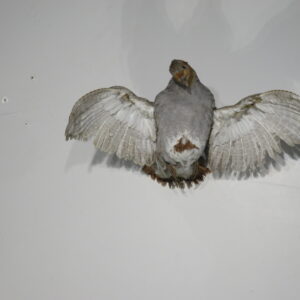 Hungarian Partridge taxidermy bird for sale.  T-115HU